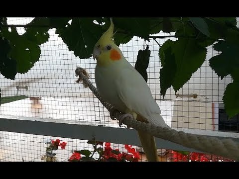 NINFA ADOPTADA 🐥CONVIVENCIA CON OTRAS ESPECIES