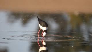 Black-winged stilts feeding at Landing Lights wetland
