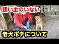 飼い主のいない老犬ポチについて