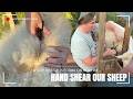 Wie Man Ein Schaf Von Hand Schert