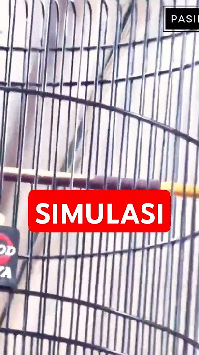 simulasi lomba murai batu #simulasilombamuraibatu #pancinganmurai #muraibatu #muraibatugacor