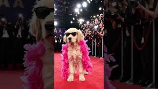 dog shot #vlog #dog #viral