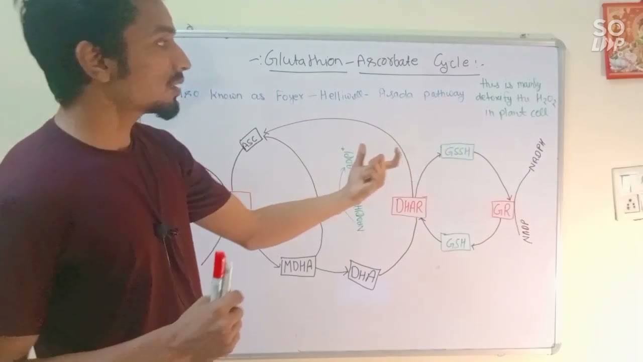 Ascorbate-Glutathione cycle||Foyer-helliwell-Asada pathway||Stress  physiology