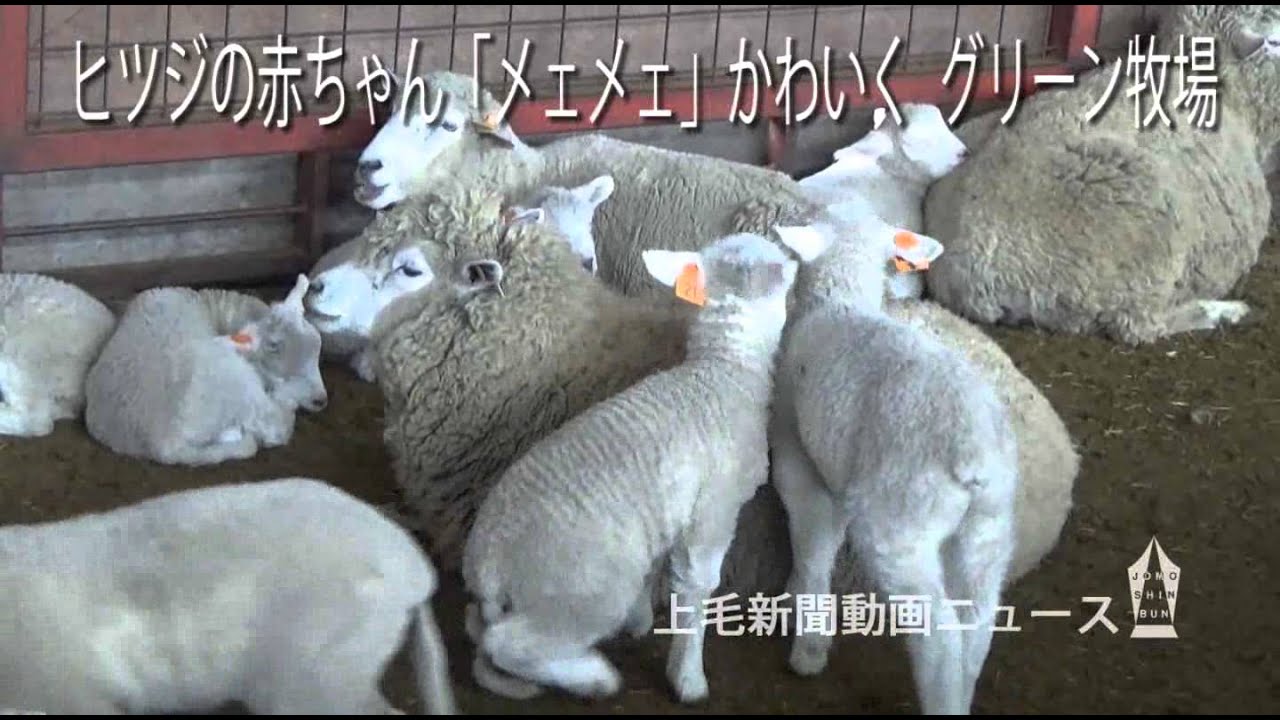 ヒツジの赤ちゃん「メェメェ」かわいく グリーン牧場 - YouTube