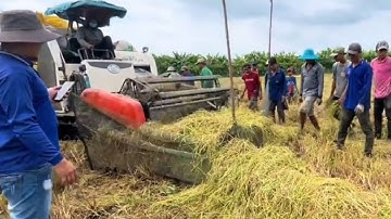 cắt lúa với cừu bắt chuột