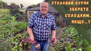 Столовий буряк зберете солодким, якщо…?