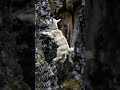 ❤️💕 Baby Goat Takes a Leap of Faith –Cutest Jump Ever🦌🐐 #shorts #goat #babygoat #goatlife #funnygoat