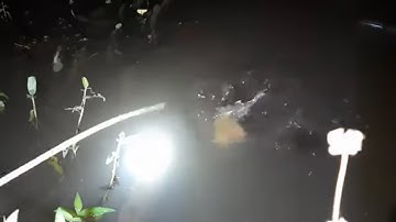 Lâu Rồi Không Cắm Câu Cắm Câu Mồi Dế Cá Dính Kinh Khủng # SĂN BẮT ĐỒNG THÁP #