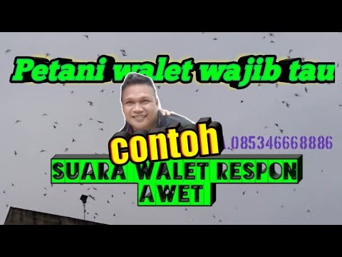 contoh-suara-walet-respon-awet-dan-tahan-lama