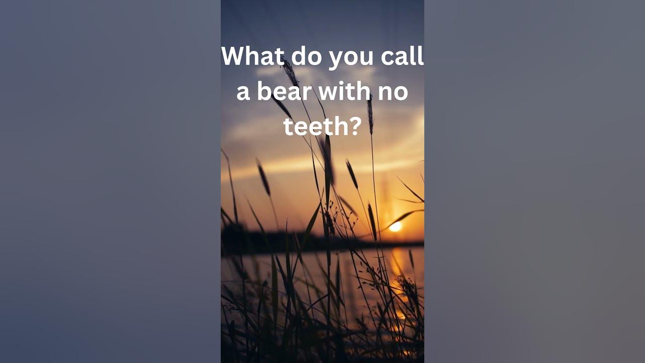 what-do-you-call-a-bear-with-no-teeth-youtube
