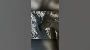Для чего козы лезут на огромную стену