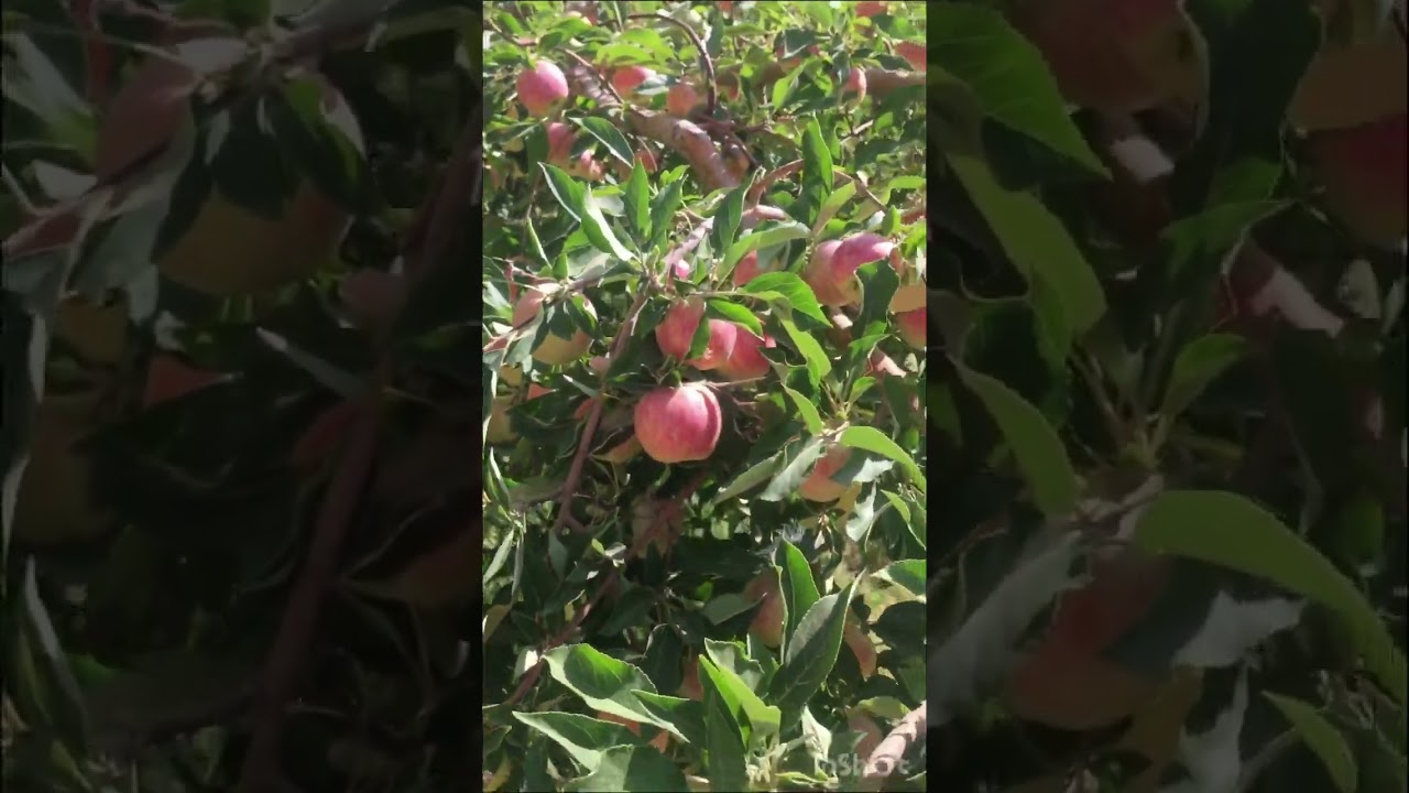 Apple trees in the middle of desert 