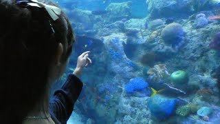 Ocean Playlist 𓏲 ๋࣭ 🪼 ࣪ ˖