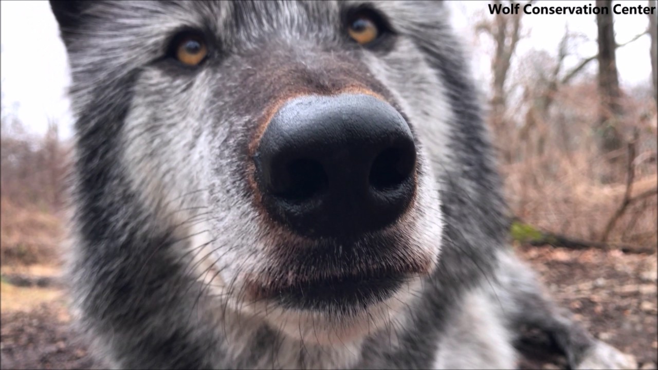 Beautiful Black Wolf