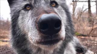 Beautiful Black Wolf - Curious and Cute