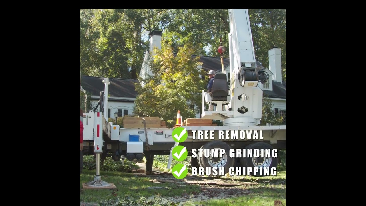 Tree Service in Atlanta