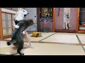 何でそうなるかね、あんた達は　Cat and Dog Play Fighting