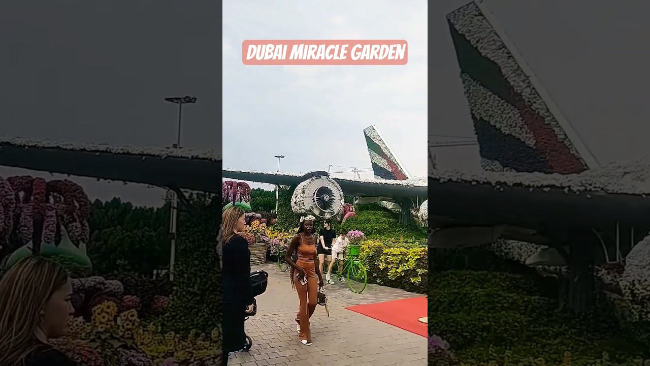 Over 150 million flowers transform a desert into  masterpiece