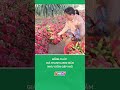 Đồng Tháp: Giá thanh long giảm, nhà vườn gặp khó #nongnghiepmientay