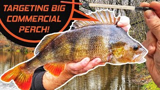 Targeting MONSTER Perch In Commercial Fisheries