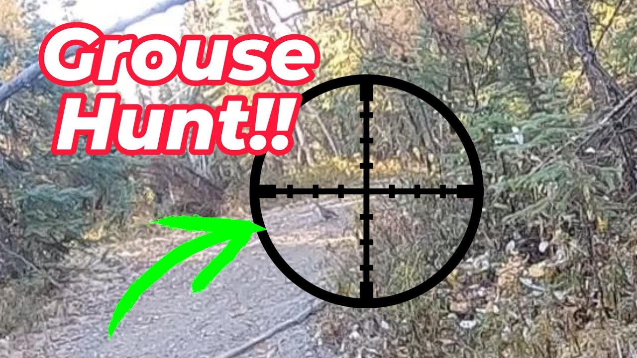 Looking for Grouse on a New Trail in Interior Alaska (SO MANY BIRDS