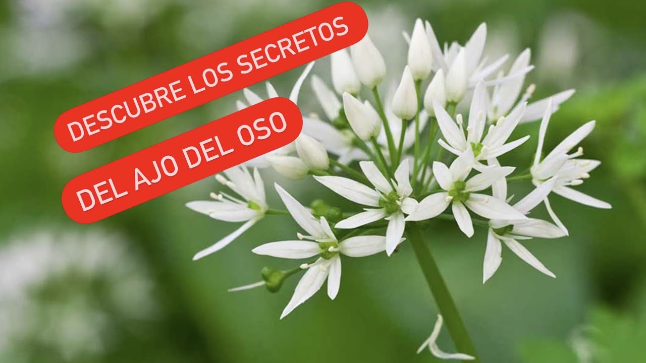 LA COMIDA QUE NO VEMOS //// DESCUBRE el Allium ursinum el ajo de oso y sus posibilidades.