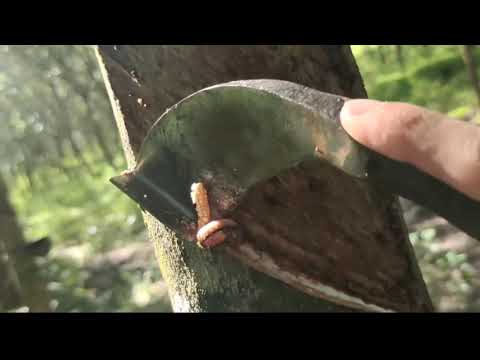 ผลสลากกินแบ่งรัฐบาล วันที่ 1 พย. 2567