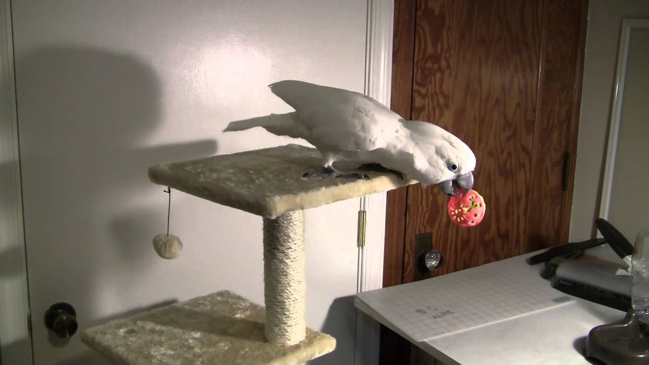 Jasper Performs the Secret Ke Koa Ritual