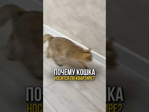 Почему кошка начинает носиться по квартире? #cat #котик #кошки #кошка #кот #коты #животные #котики