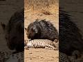 Shortsfeed Funny Discovery Viral Shortsfeed Wildlife Porcupines Animals Tigerspotted Lion