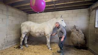 Module 4 Case Study   Horse A   Stretches