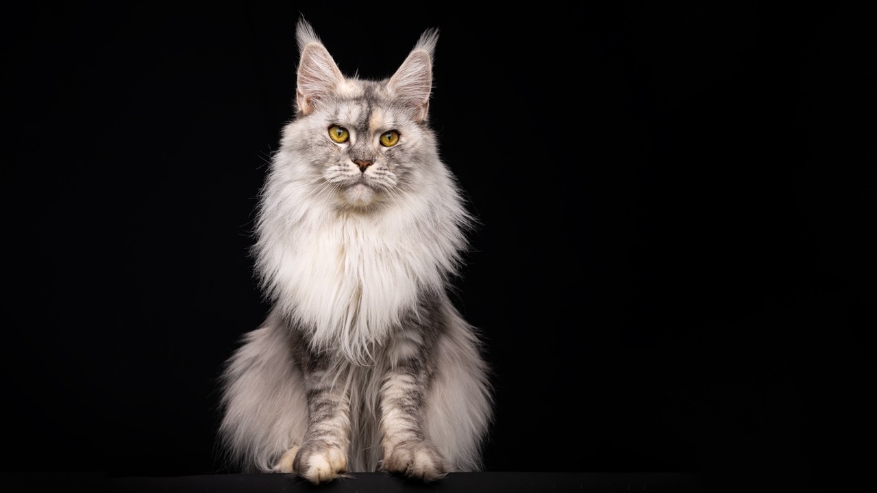 Stress Relief in 3 Minutes | Peaceful Maine Coon Therapy