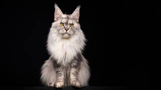 Stress Relief in 3 Minutes | Peaceful Maine Coon Therapy