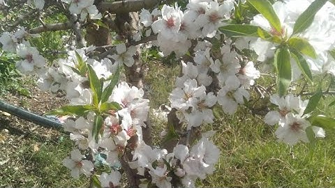 تونات🇲🇦قرية با محمد🍑قران كريم بصوت جميل انشره نوجر اللهم اجعل القرآن الكريم ربيع قلوبنا ونور صدورنا