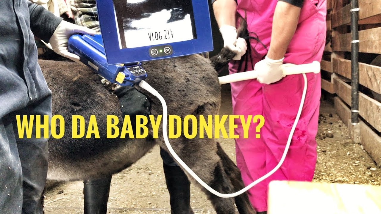 WHO DA BABY DONKEY? 