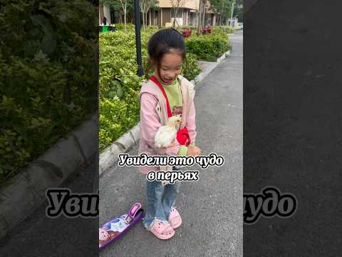 Первая Прогулка с Цыпленком ПОСЛЕ 1 МЕСЯЦА | Реакция #китай #шортс #животные