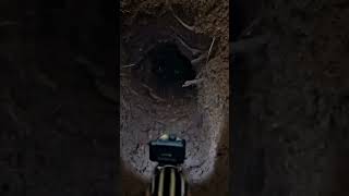 Exclusive Exploring an Eastern Chipmunk Burrow (POV Concept) Details