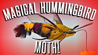 The Hummingbird Moth! & The Best Plants To Attract Them To Your Garden