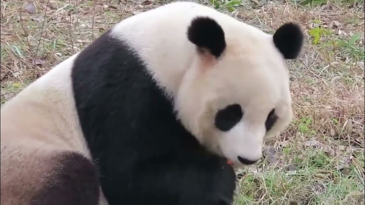 Playful Pandas and Bamboo Feasts #shorts