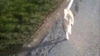 Xfiles cat
