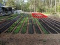 New Garden Beds - NO TILL with CHICKENS