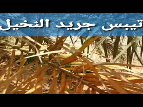 تيبس جريد النخلة