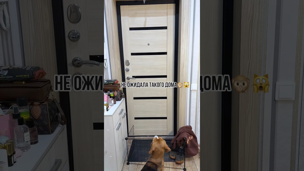 Шампунь экспресс-линька🐾 WB: 