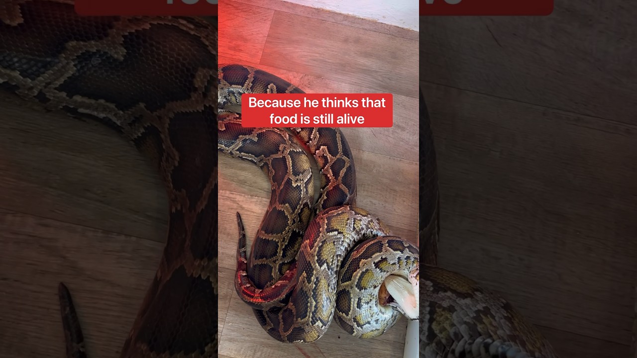 Как кормить больших змей, если они живут вместе?! 🤔🐍#шорты #питон