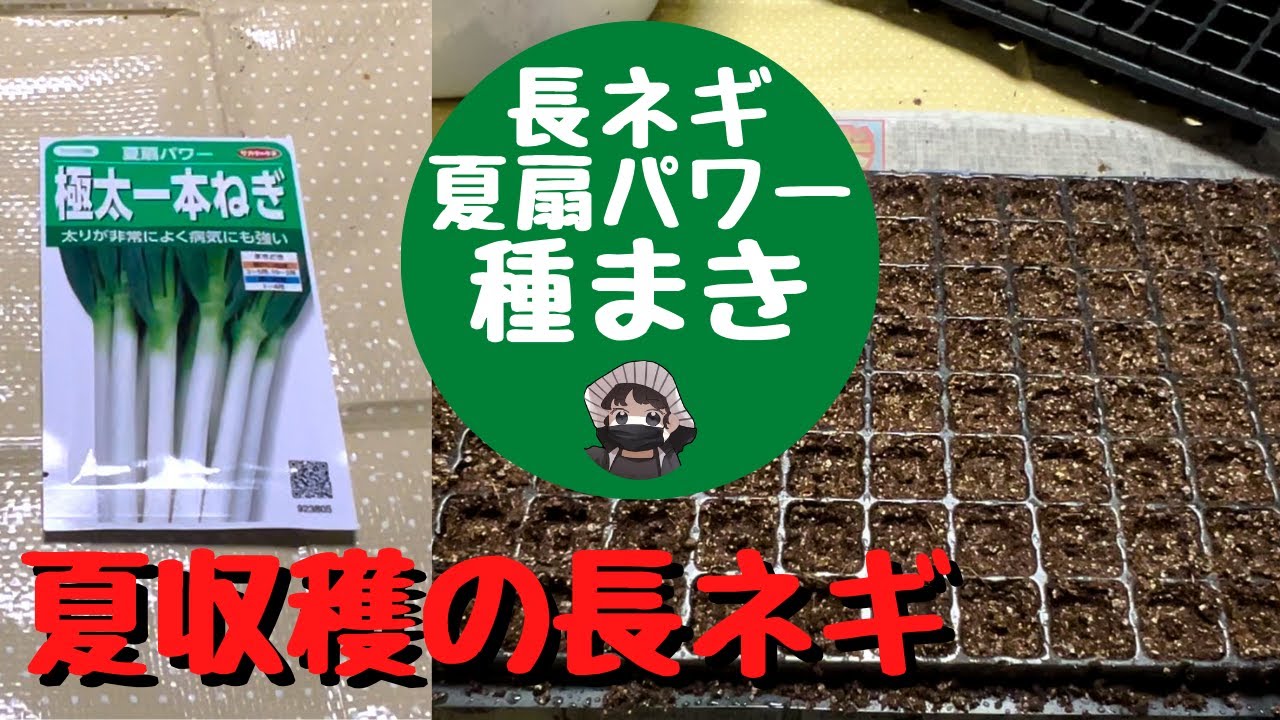 長ネギ苗 夏扇パワー 1000本 チェーンポット 長ネギ苗 夏扇パワー 1000本 チェーンポット
