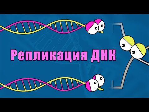 РЕПЛИКАЦИЯ ДНК за 5 минут !