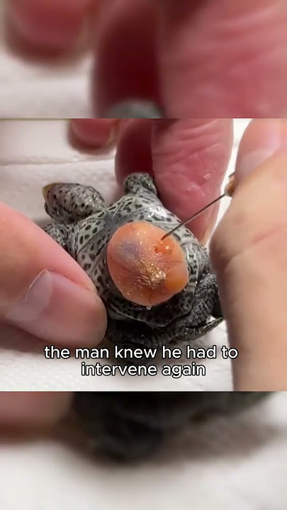 Prematurely born turtles #animals #turtle #rescue #concert #love #cute 
