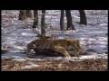 Siberian Tiger Hunts Deer