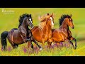 Музыка природы, животных 🐎 Нежная лечебная музыка здоровья и для успокоения нервной системы