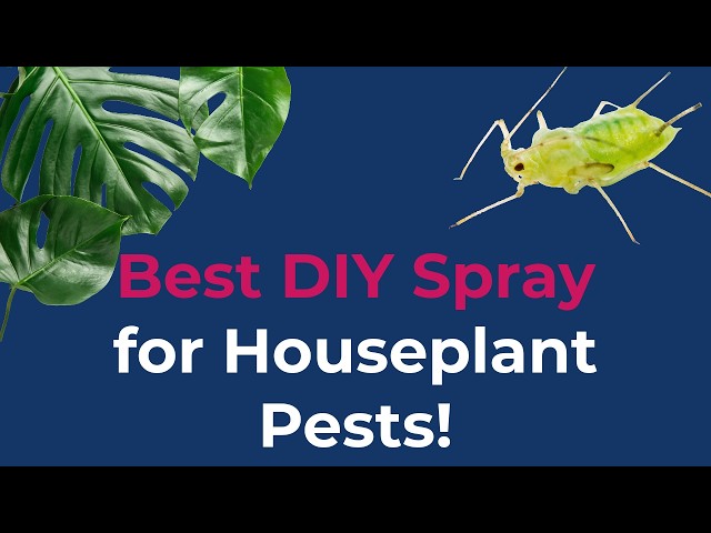 Best Houseplant Pest Spray - Our Secret Recipe - Crushes Pests, Safe for  Humans & Plants! - YouTube